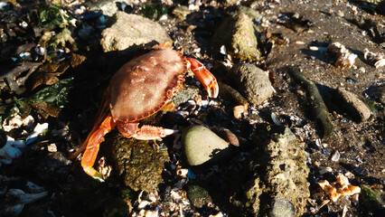 crab on the beach