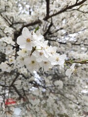 Blooming tree