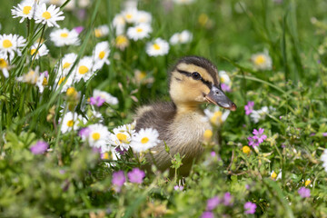 duckling  in the grass 