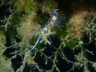 Sea slug pilgrim hervia (Cratena peregrina) lay eggs undersea, Aegean Sea, Greece, Halkidiki