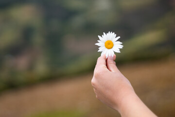 sosteniendo una flor blanca en la mano en el aire libre naturaleza viva, vida saludable