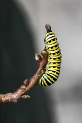 One single monarch caterpillars Danaus plexippus on a plant outside in the summer