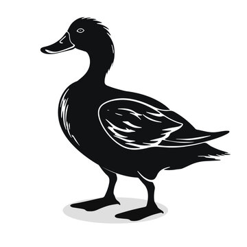 Waterfowl silhouettes and icons. Black flat color simple elegant white background Waterfowl animal vector and illustration.