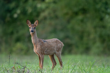 portrait d'une jeune chevrette en mue un soir d'été sous des lumières douces
