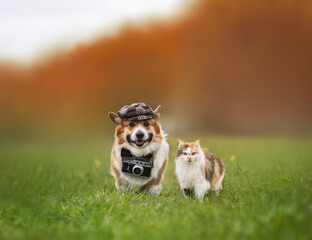 cute domestic cat and corgi dog in a cap with a retro camera walk through a summer sunny meadow