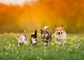 cute domestic cats and dogs of various colors run through a summer sunny meadow