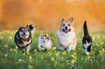 cute domestic cats and dogs of various colors run through a summer sunny meadow - obrazy, fototapety, plakaty