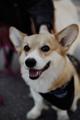 Cute corgi dog close up