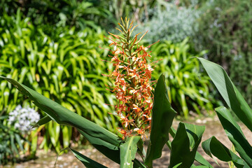 Ginger lily (hedychium gardnerianum) flowers in bloom