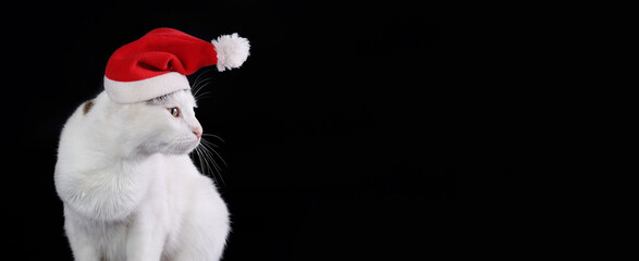Studio portrait of a white cat looks away wearing Santa Claus xmas red cap on a black background. Copy space. Christmas cat. Kitten with Santa hat. Xmas. Winter. Merry Christmas. Happy New Year