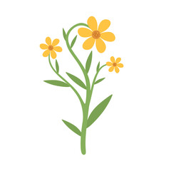 Blooming field yellow flower, wildflower branch. Hand drawn of blooming floral plant with leaf, petals isolated on white background. Beautiful field flower in colored flat style. Vector illustration