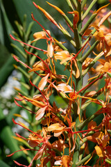 Ginger lily (hedychium gardnerianum) flowers in bloom