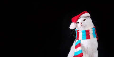 Christmas Cat on a black background. Studio portrait of a white cat wearing Santa Claus xmas red cap looks away. Merry Christmas. Greeting card. Happy New Year. Cat with Santa hat. Santa's helper 