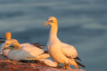 Wild bird in the wild Morus bassanus - Northern Gannet on the island of Helgoland on the North Sea in Germany.
