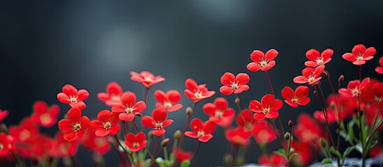 A small group of lovely, tiny red flowers.
