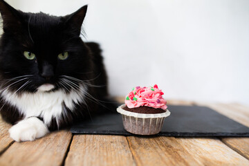 cat and cupcake