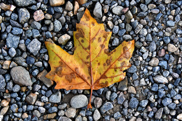 Large Maple leaf on gravel, Yreka, California