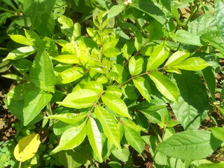 green leaves background