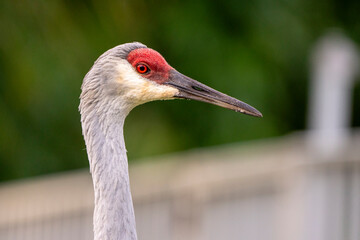 Sandhill Crane face