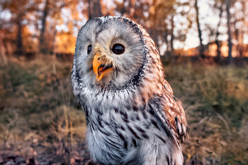 A beautiful owl, the Ural Owl, sits on a tree in the forest.
