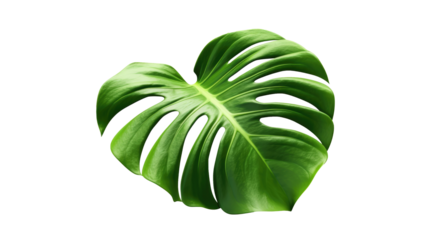 Monstera leaves Isolated on transparent background 