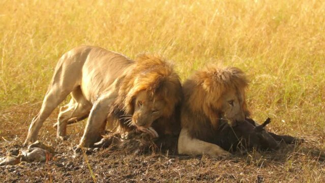 Lions fighting over dead animal corpse - medium shot