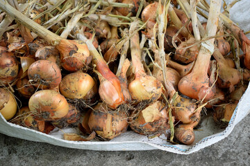 drying onions collected in the garden, close-up