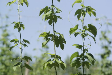 green fresh hop cones plantation at harvest time for making beer