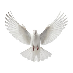 free flying white dove isolated on a transporent background. The white pigeon