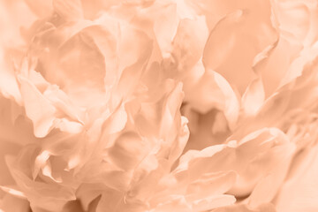 Peony flower close-up. Abstract gentle peach background with flowers petal. Peach fuzz color of year 2024 stylish flat lay for presentation.
