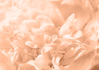 Peony flower close-up. Abstract gentle peach background with flowers petal. Peach fuzz color of...