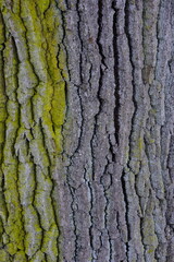Oak bark texture