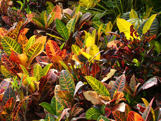 variegated colorful croton plant leaves background © Kitz Pix