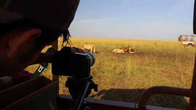 Funny photographer taking photos of wild lions on safari