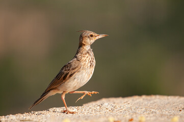 Crested Lark (Galerida cristata) walking on concrete floor.