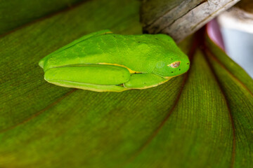 Sleeping and Camouflaged Red-Eyed Tree Frog - 689864421