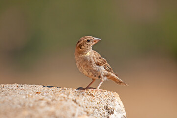 Rock Sparrow (Petronia petronia) on concrete floor.
