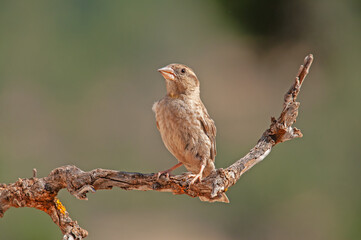 Rock Sparrow (Petronia petronia) on a tree branch.