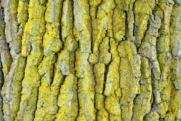 Oak bark texture
