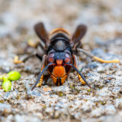 Orange and black bee from the front on the ground in macro photography