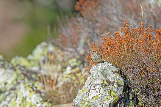 Woodlark (Lullula arborea) on green lichen rock in the alpine zone.