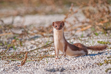 Lovely Least Weasel (Mustela nivalis) looking around in the garden.