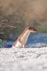 Lovely Least Weasel (Mustela nivalis) looking around in the garden.