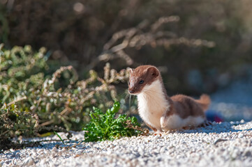 Lovely Least Weasel (Mustela nivalis) looking around in the garden.