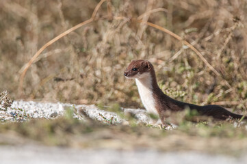 Lovely Least Weasel (Mustela nivalis) looking around in the garden.