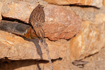 Water-drinking Rock Sparrow (Petronia petronia).