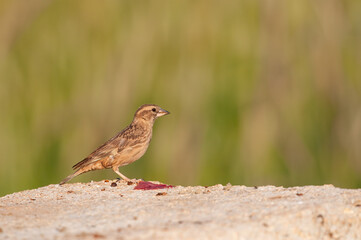 Rock Sparrow (Petronia petronia) on concrete floor.