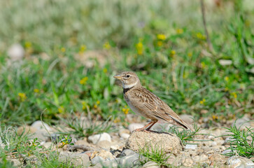 Calandra Lark (Melanocorypha calandra) singing on rock, green background.