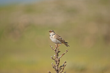 Calandra Lark (Melanocorypha calandra) on dried plant, blurred background.