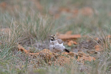 Horned Lark (Eremophila alpestris) in the highlands, among the grasses.